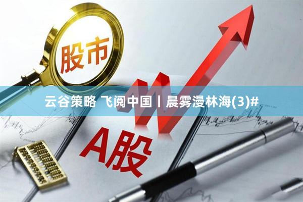 云谷策略 飞阅中国丨晨雾漫林海(3)#
